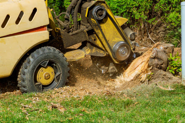 Best Stump Grinding and Removal  in Ceres, CA