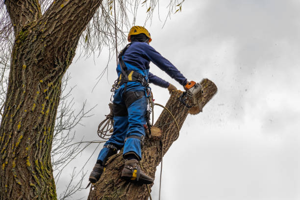 Best Tree and Shrub Care  in Ceres, CA