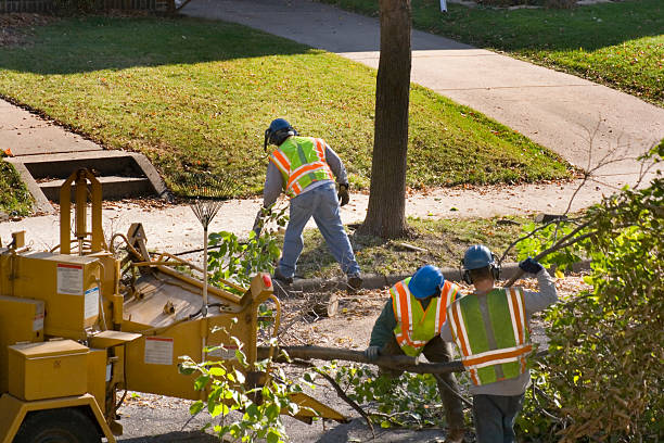 Best Tree Removal  in Ceres, CA