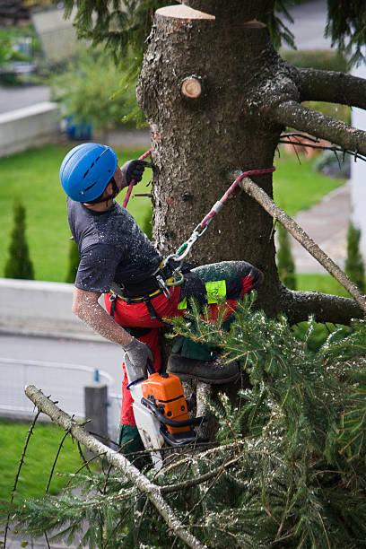 Best Seasonal Cleanup (Spring/Fall)  in Ceres, CA