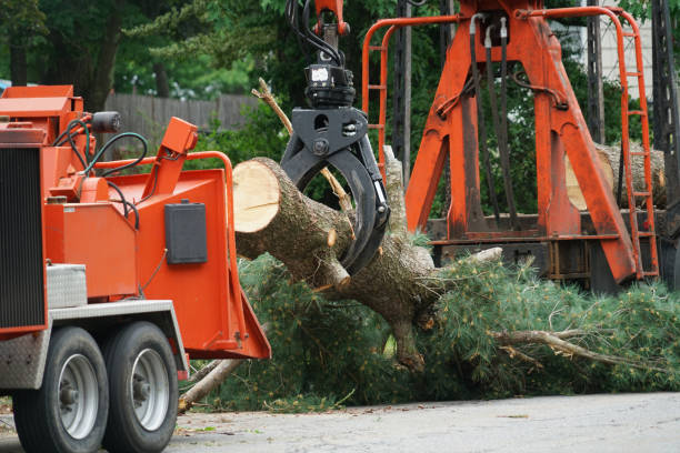 How Our Tree Care Process Works  in  Ceres, CA