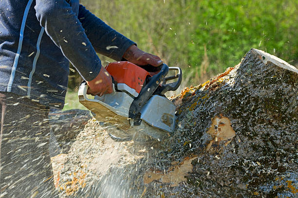  Ceres, CA Tree Care Services Pros