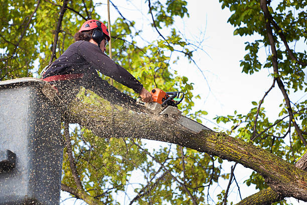 Best Storm Damage Tree Cleanup  in Ceres, CA